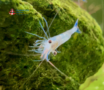 Preview: Set 10 x Caridina caerulea var. 